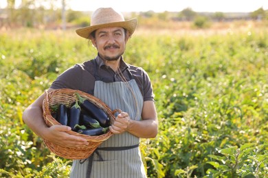 Harvesting season. Farmer holding wicker basket with eggplants in field on sunny day, space for text