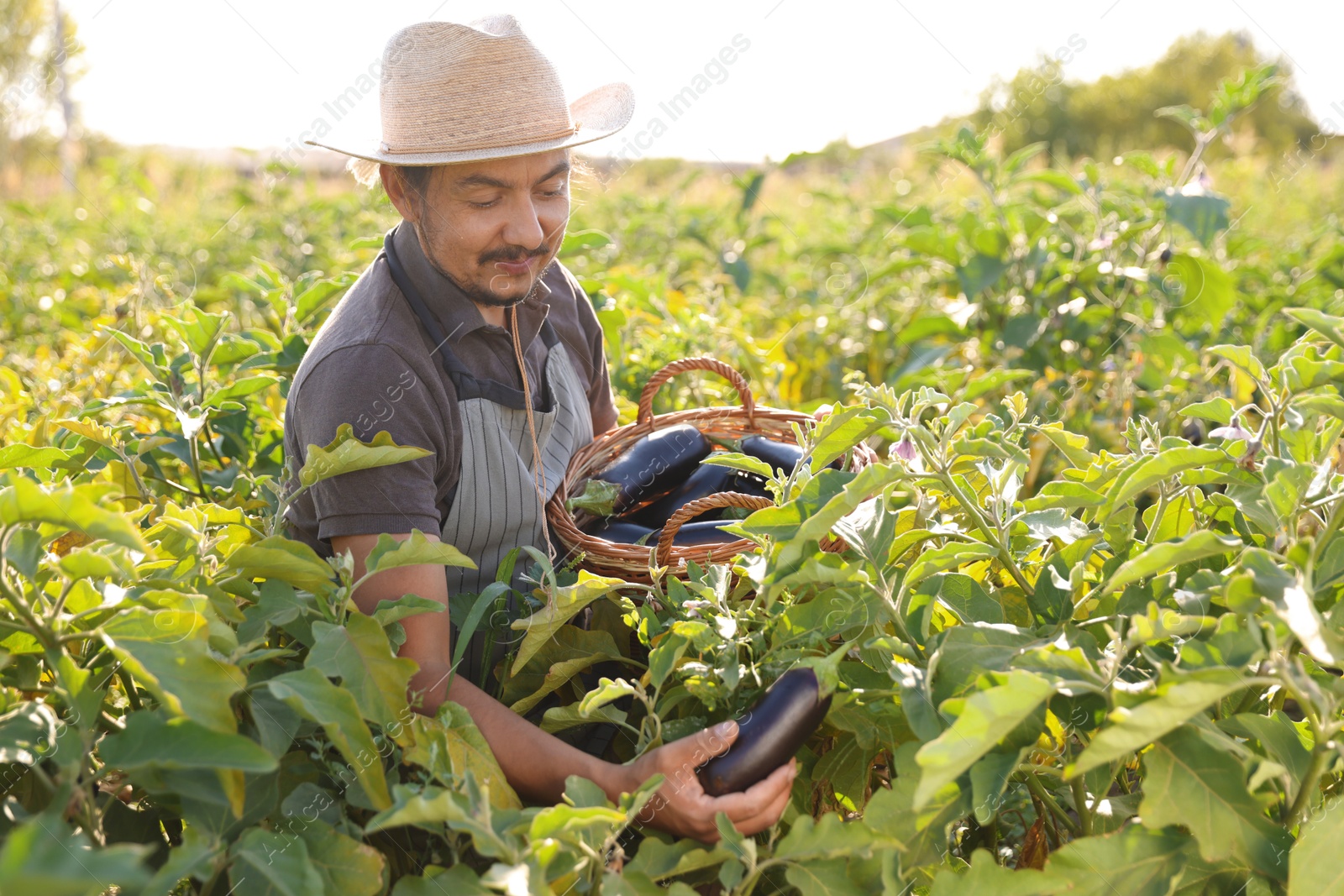 Photo of Farmer harvesting ripe eggplants in field on sunny day