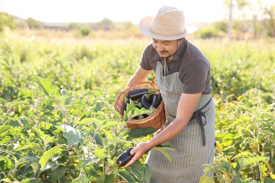 Farmer harvesting ripe eggplants in field on sunny day