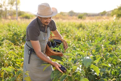 Farmer harvesting ripe eggplants in field on sunny day