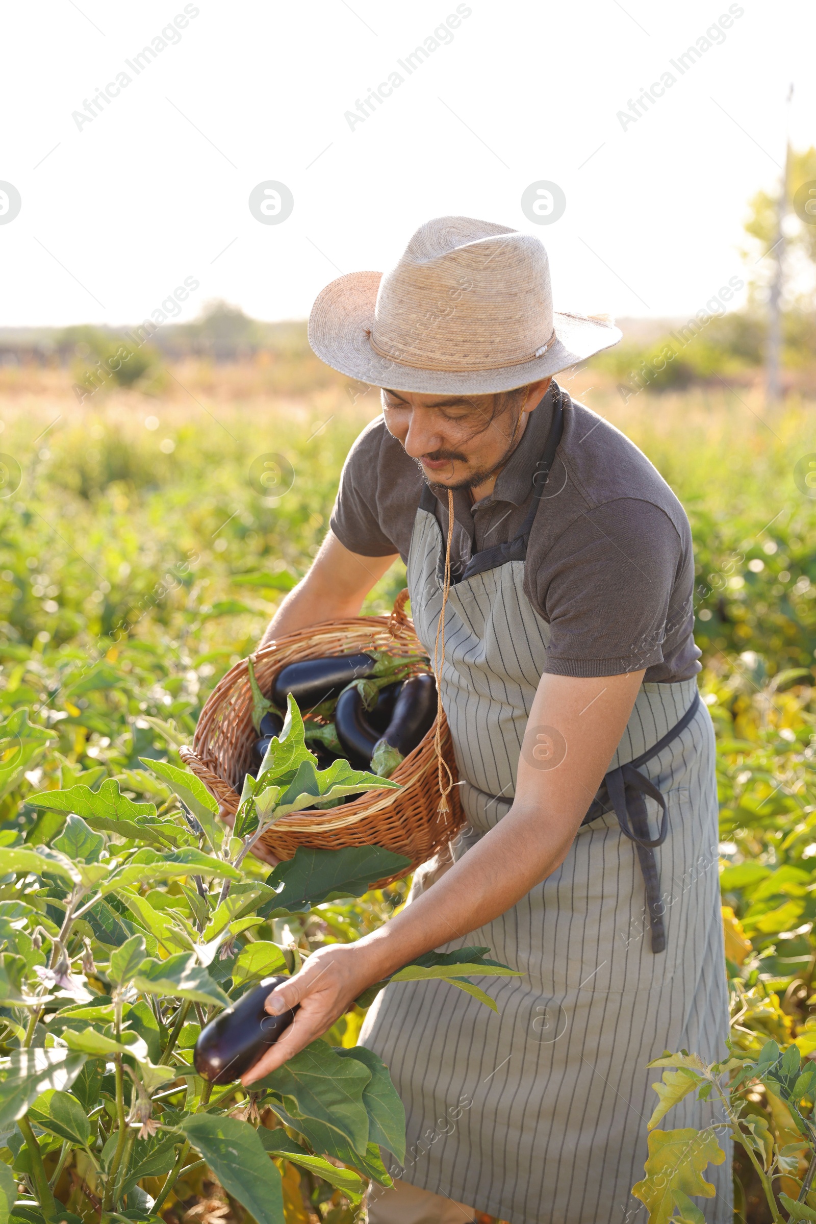 Photo of Farmer harvesting ripe eggplants in field on sunny day