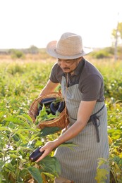 Farmer harvesting ripe eggplants in field on sunny day