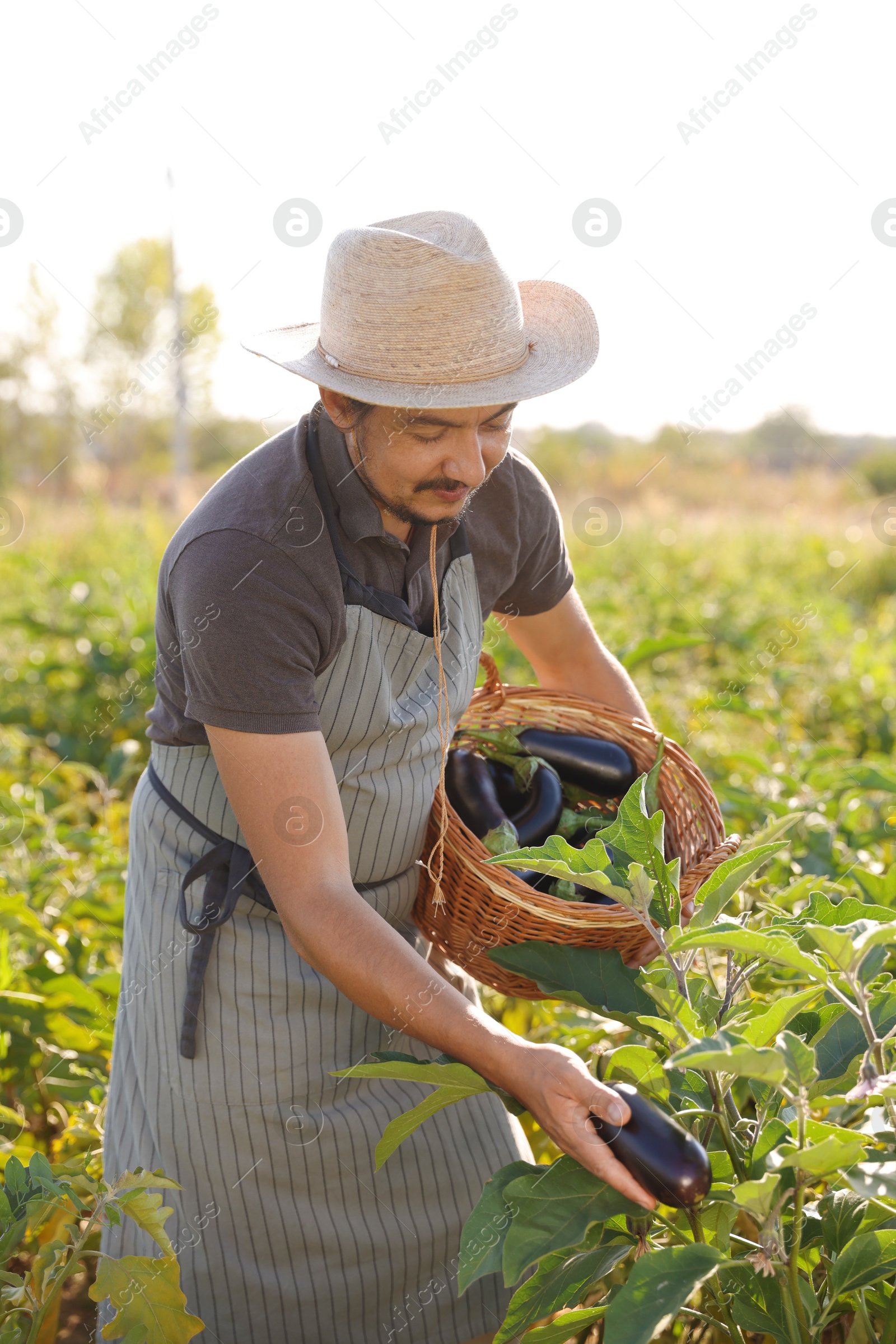 Photo of Farmer harvesting ripe eggplants in field on sunny day