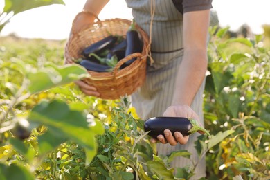 Photo of Farmer harvesting ripe eggplants in field on sunny day, closeup