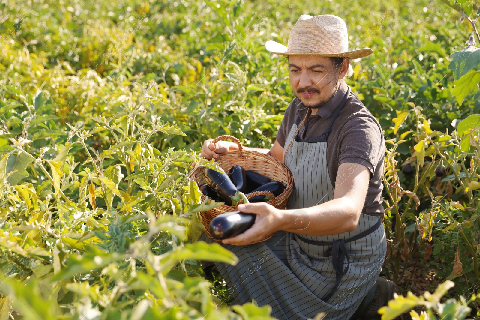 Photo of Farmer harvesting ripe eggplants in field on sunny day