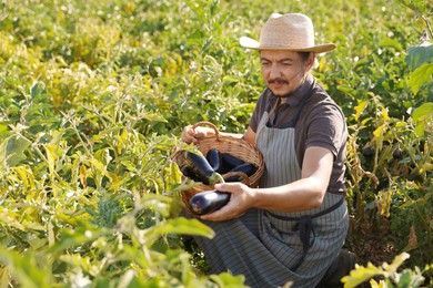 Farmer harvesting ripe eggplants in field on sunny day