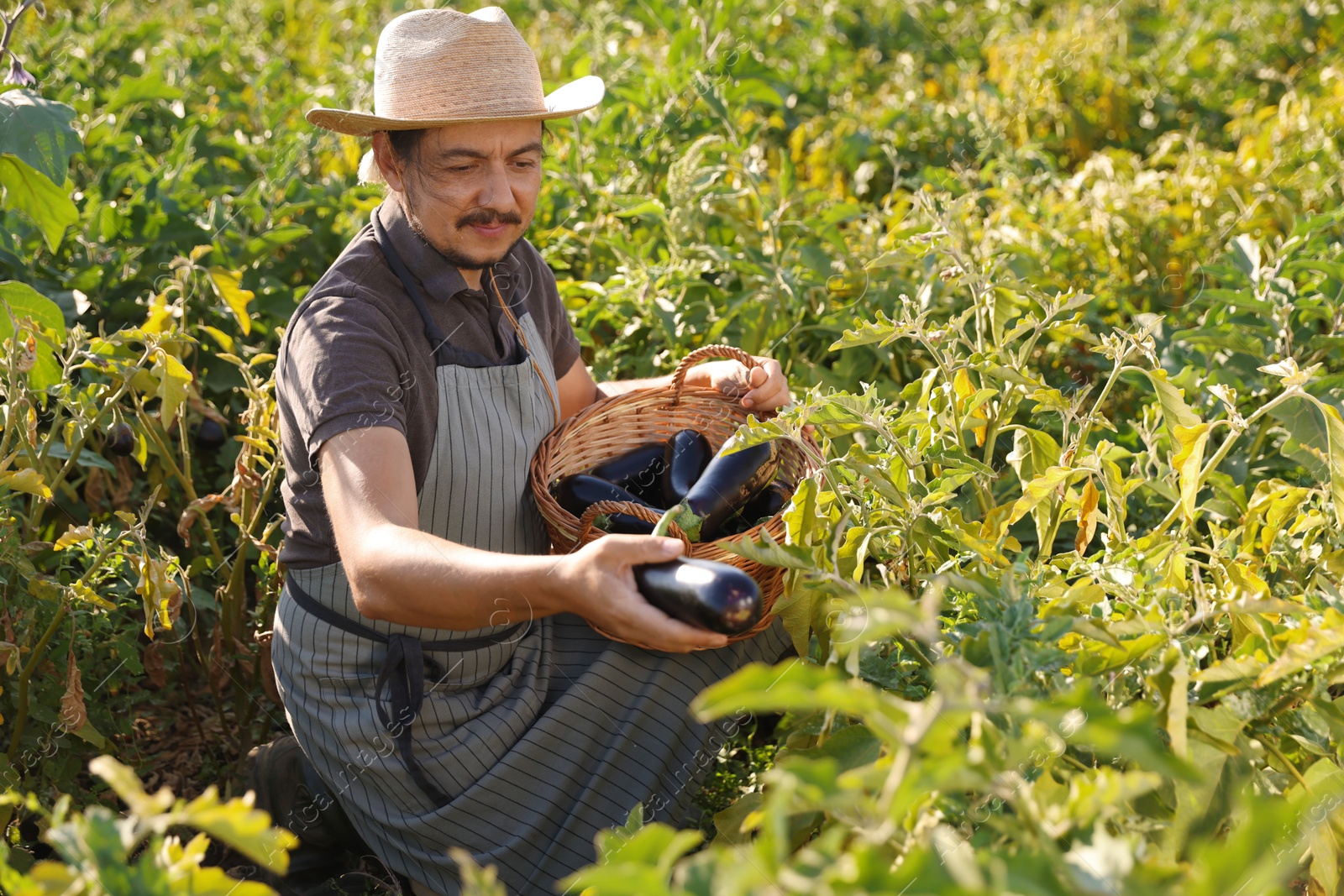 Photo of Farmer harvesting ripe eggplants in field on sunny day