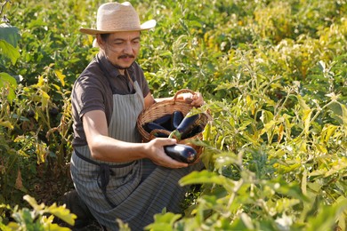 Farmer harvesting ripe eggplants in field on sunny day