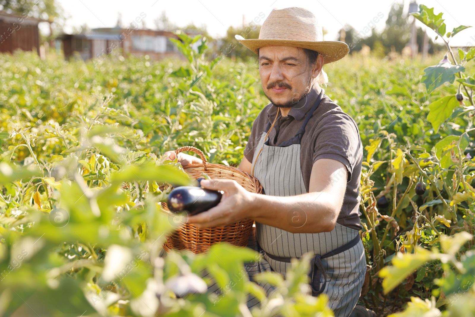 Photo of Farmer harvesting ripe eggplants in field on sunny day