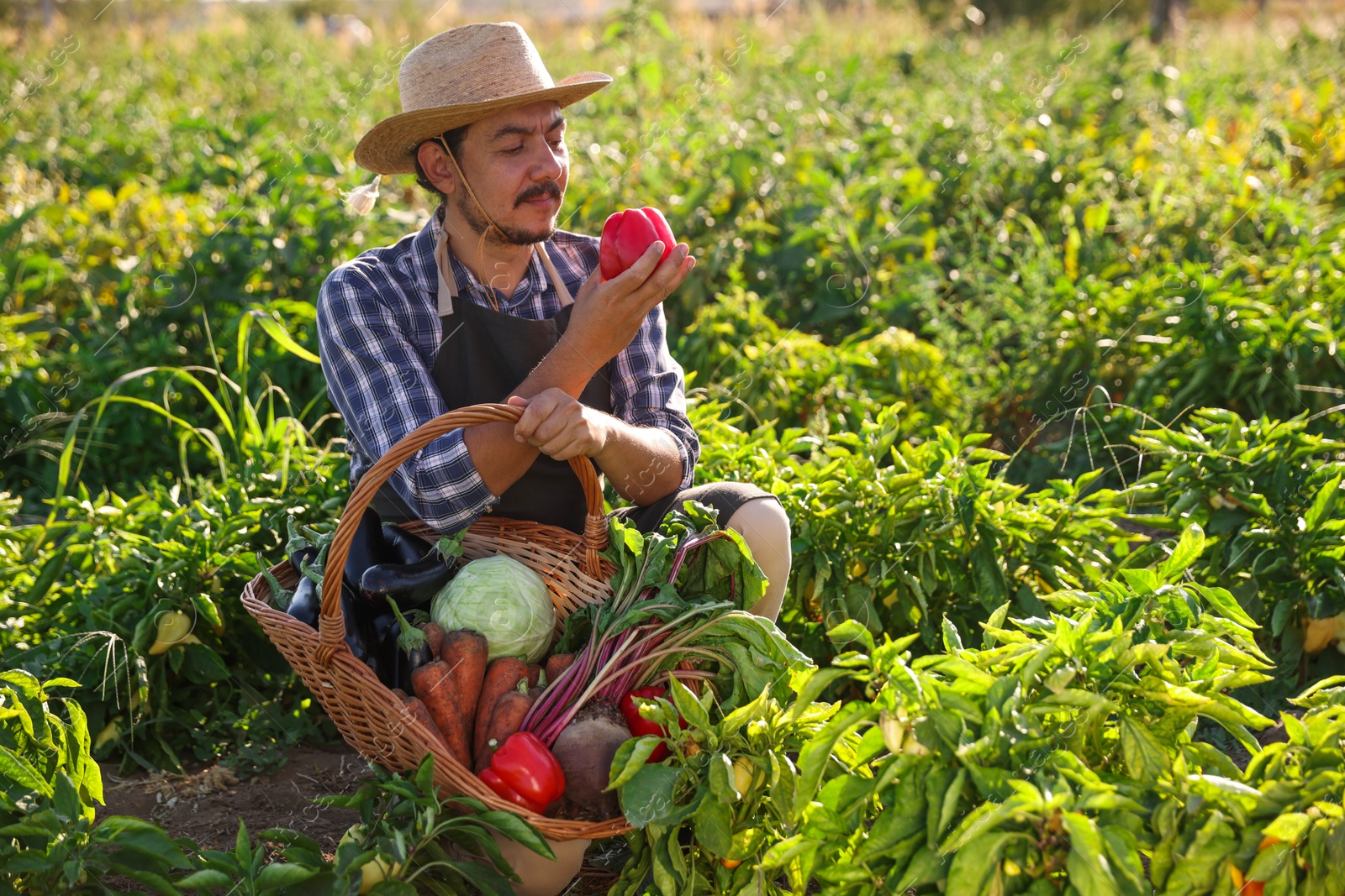 Photo of Harvesting season. Farmer holding wicker basket with fresh vegetables in field on sunny day