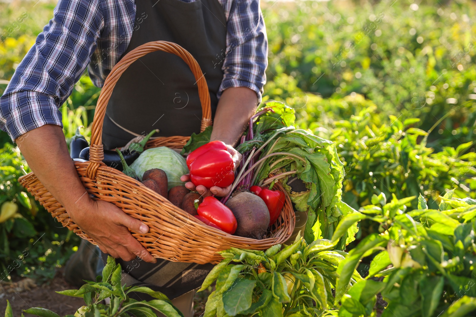 Photo of Harvesting season. Farmer holding wicker basket with fresh vegetables in field on sunny day, closeup