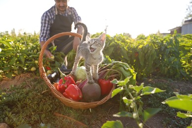 Farmer harvesting ripe bell peppers in field, focus on fresh vegetables in basket and fluffy kitten