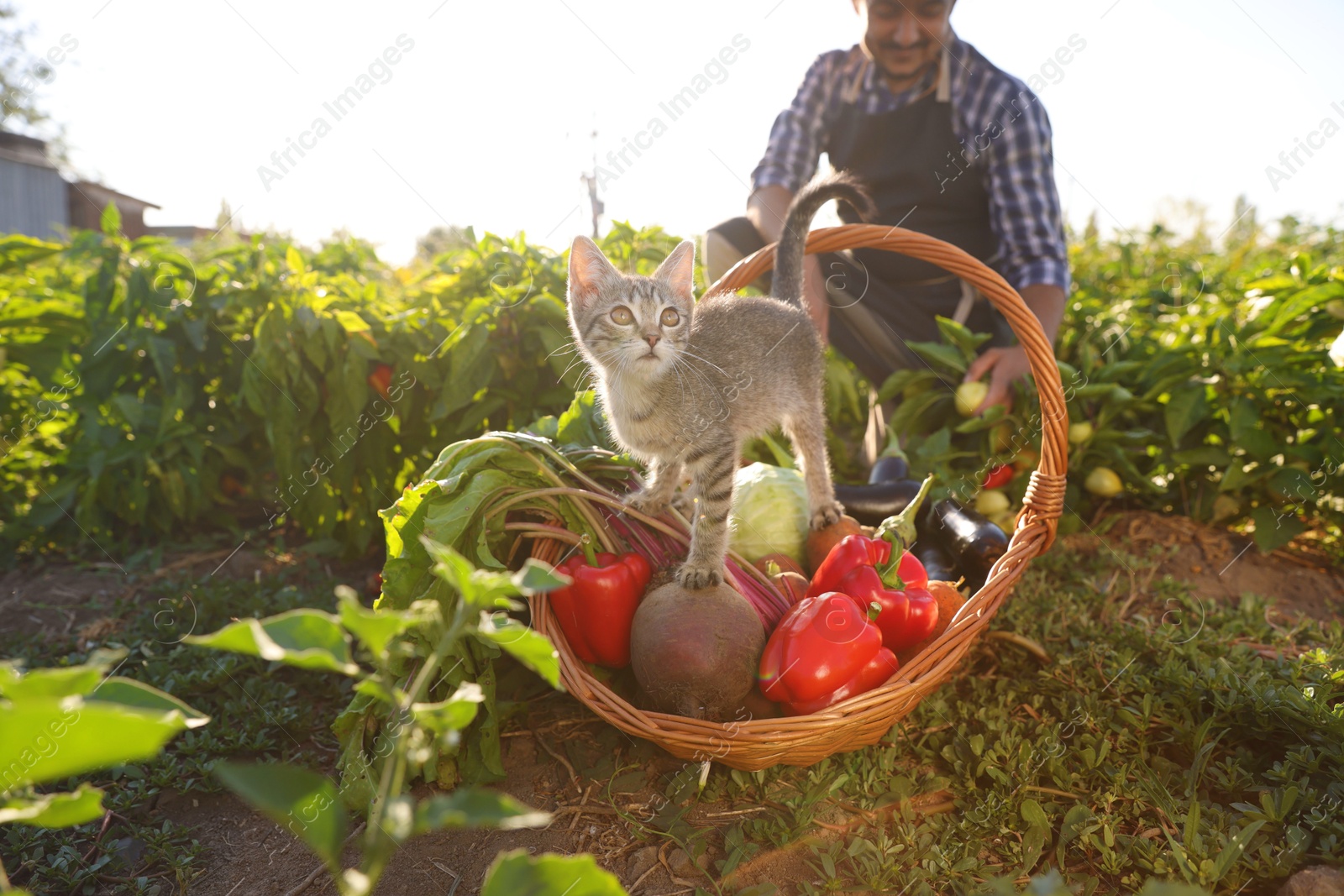 Photo of Farmer harvesting ripe bell peppers in field, focus on fresh vegetables in basket and fluffy kitten