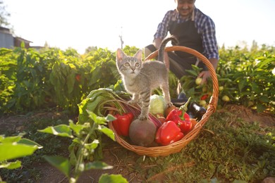 Photo of Farmer harvesting ripe bell peppers in field, focus on fresh vegetables in basket and fluffy kitten