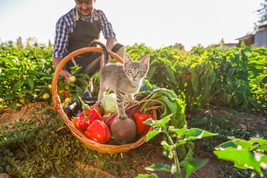 Farmer harvesting ripe bell peppers in field, focus on fresh vegetables in basket and fluffy kitten