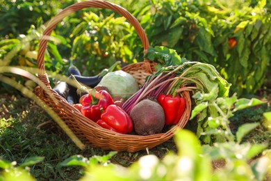 Photo of Different fresh vegetables in wicker basket in field on sunny day