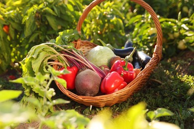 Photo of Different fresh vegetables in wicker basket in field on sunny day