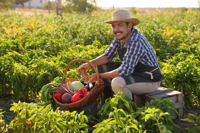 Harvesting season. Farmer with wicker basket of fresh vegetables in field on sunny day