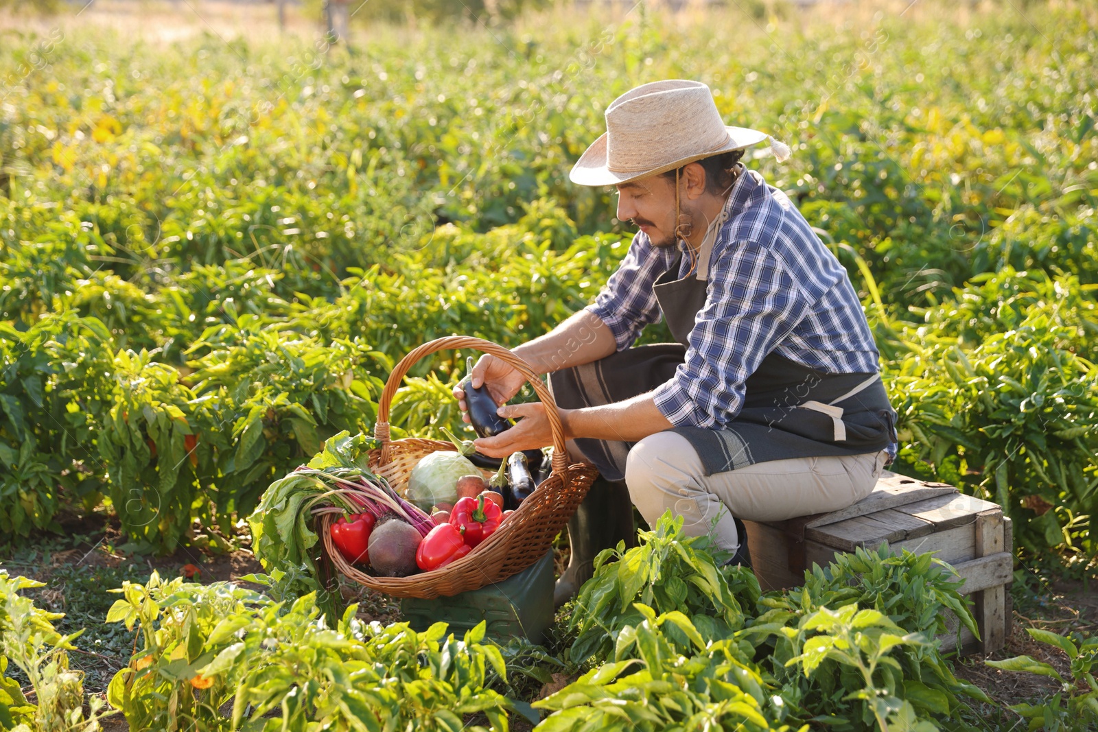 Photo of Harvesting season. Farmer with wicker basket of fresh vegetables in field on sunny day