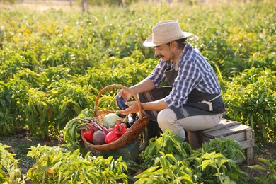 Harvesting season. Farmer with wicker basket of fresh vegetables in field on sunny day