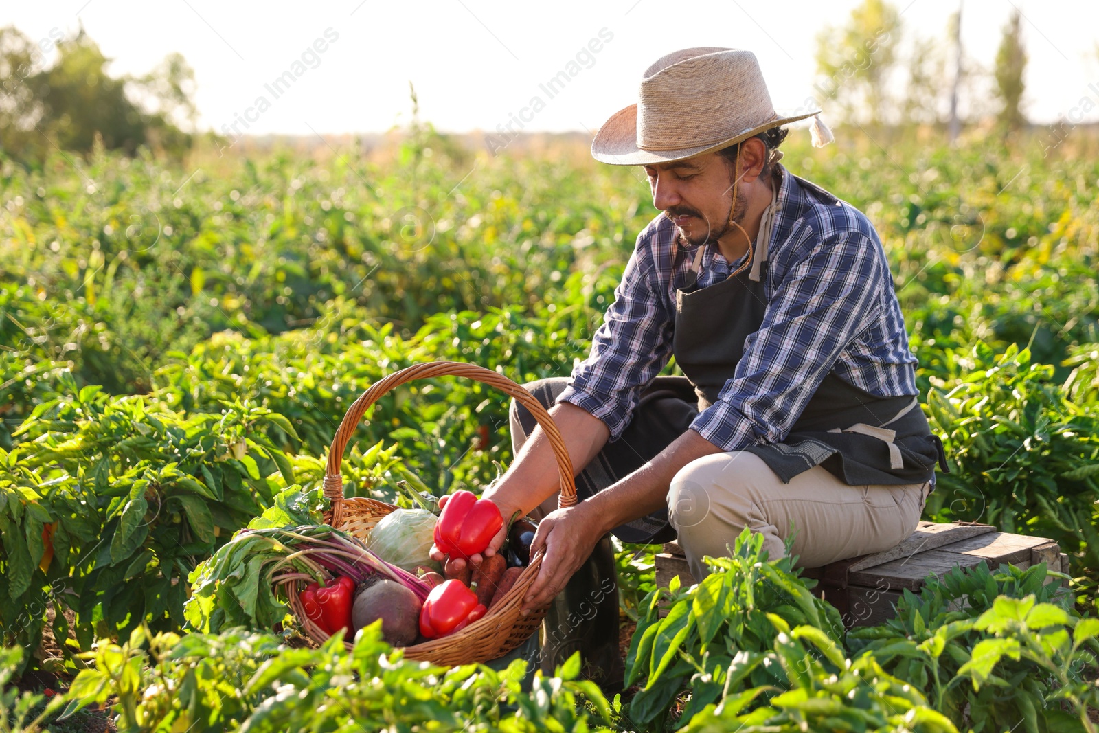 Photo of Harvesting season. Farmer with wicker basket of fresh vegetables in field on sunny day