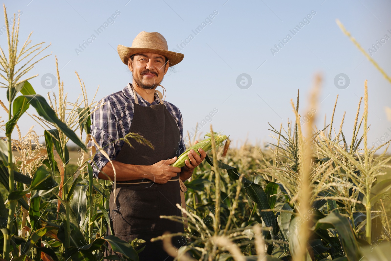 Photo of Farmer harvesting fresh ripe corn in field on sunny day