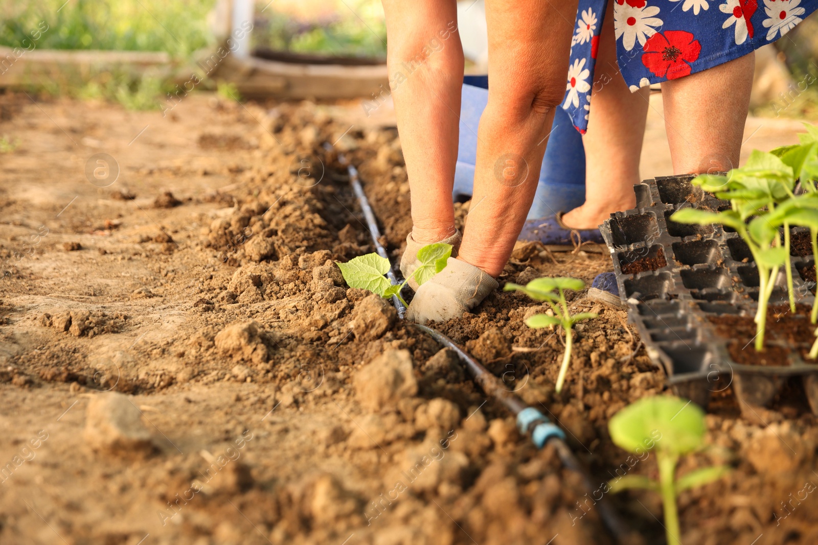 Photo of Woman planting seedling into soil outdoors, closeup