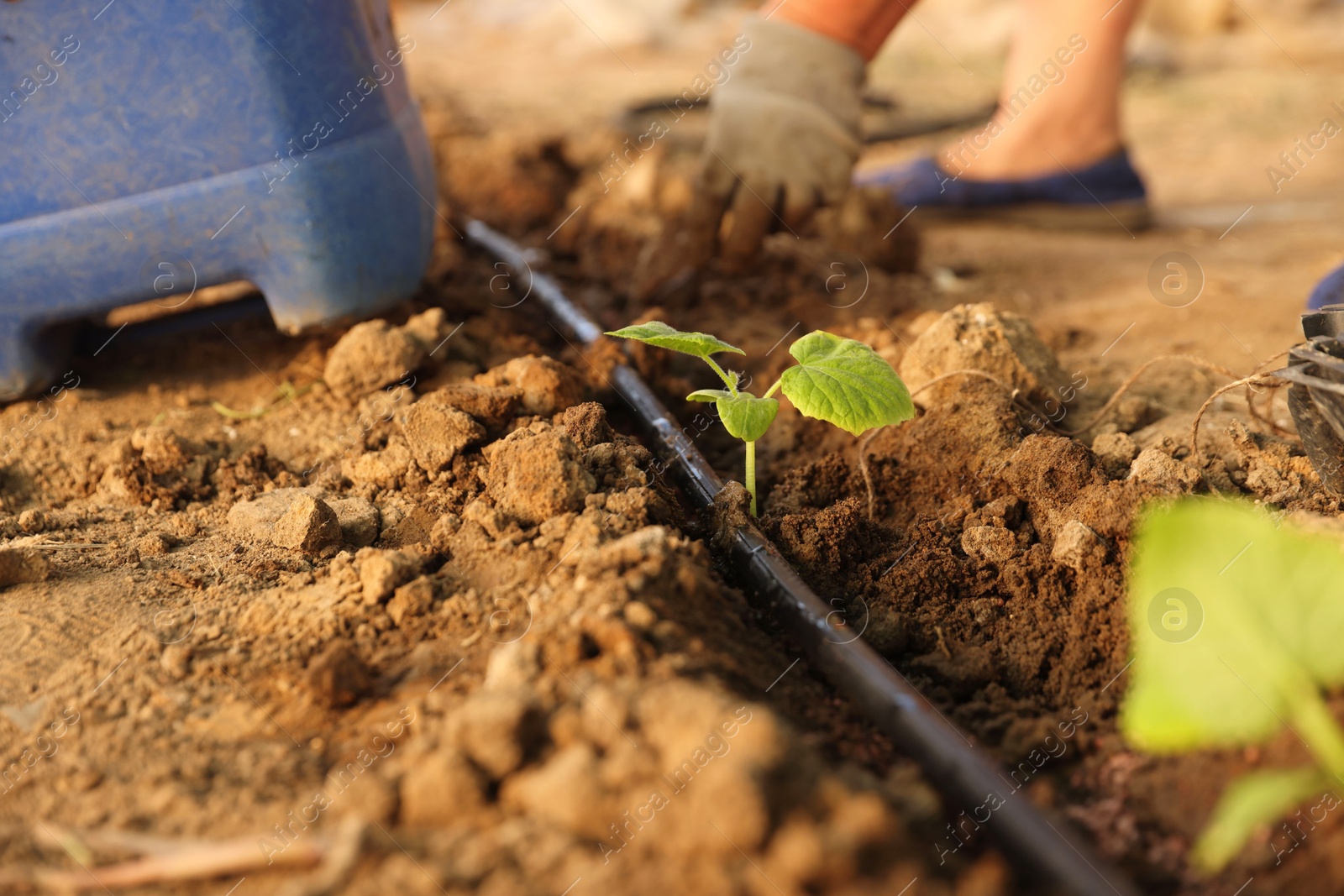 Photo of Woman planting seedling into soil outdoors, closeup