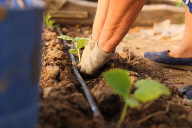 Woman planting seedling into soil outdoors, closeup