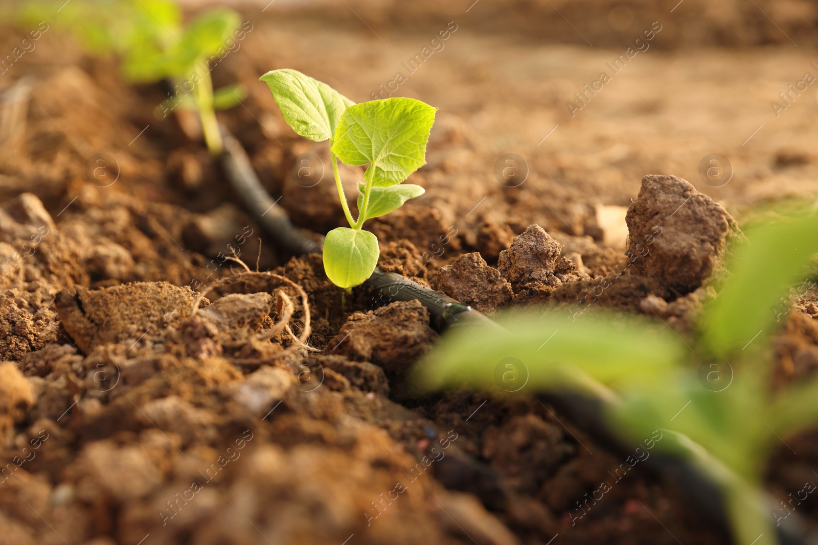 Photo of Beautiful young seedlings growing in ground outdoors, closeup