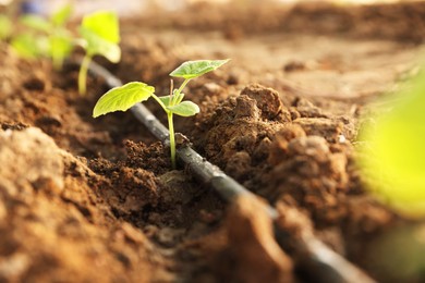 Beautiful young seedlings growing in ground outdoors, closeup