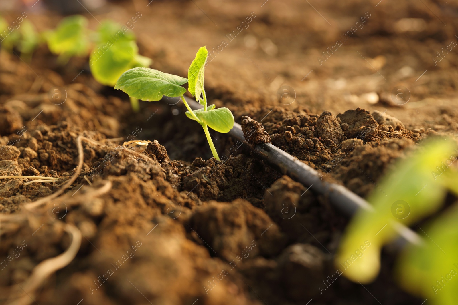 Photo of Beautiful young seedlings growing in ground outdoors, closeup