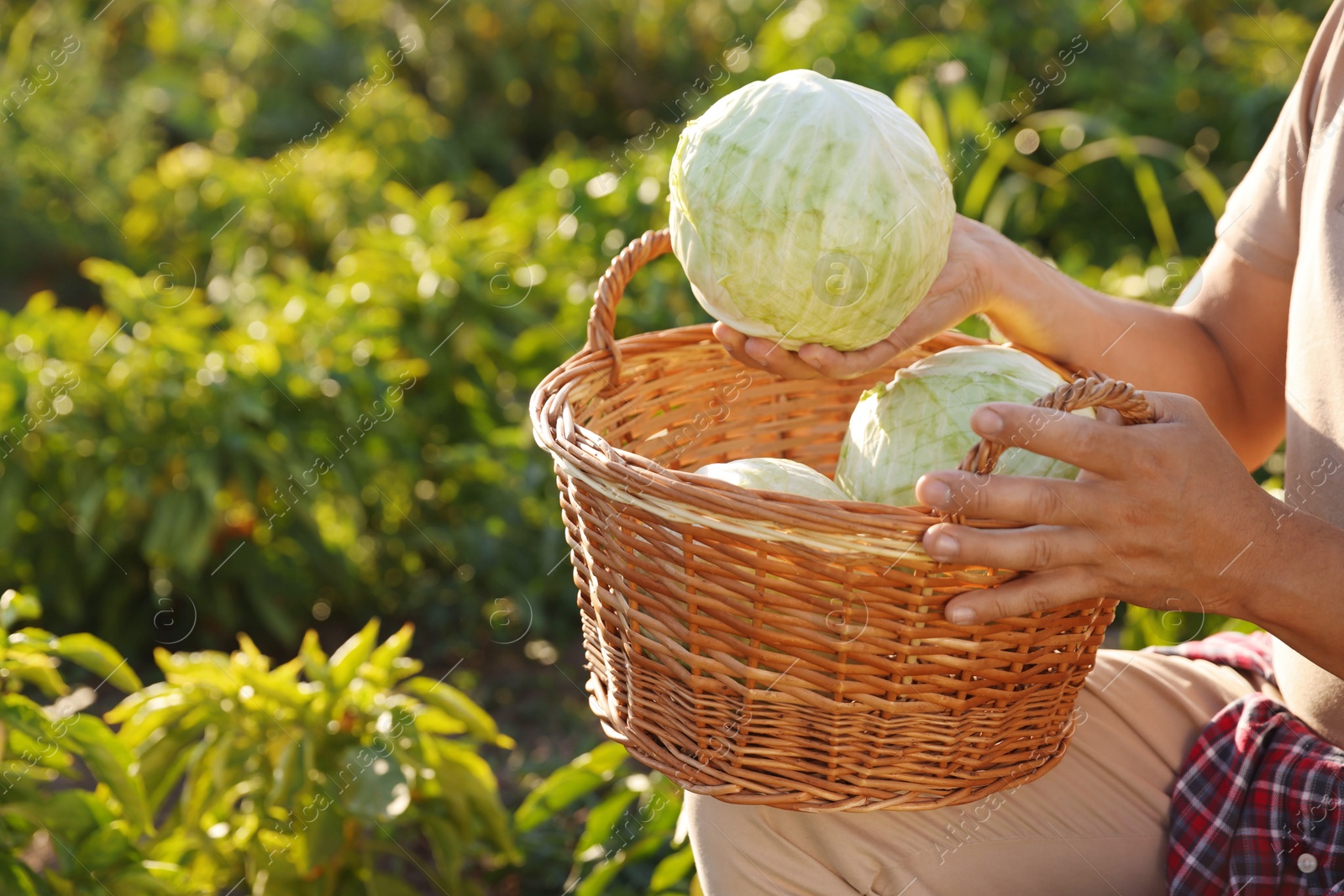 Photo of Farmer harvesting ripe cabbages in field on sunny day, closeup