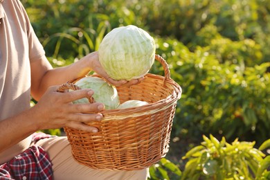 Photo of Farmer harvesting ripe cabbages in field on sunny day, closeup