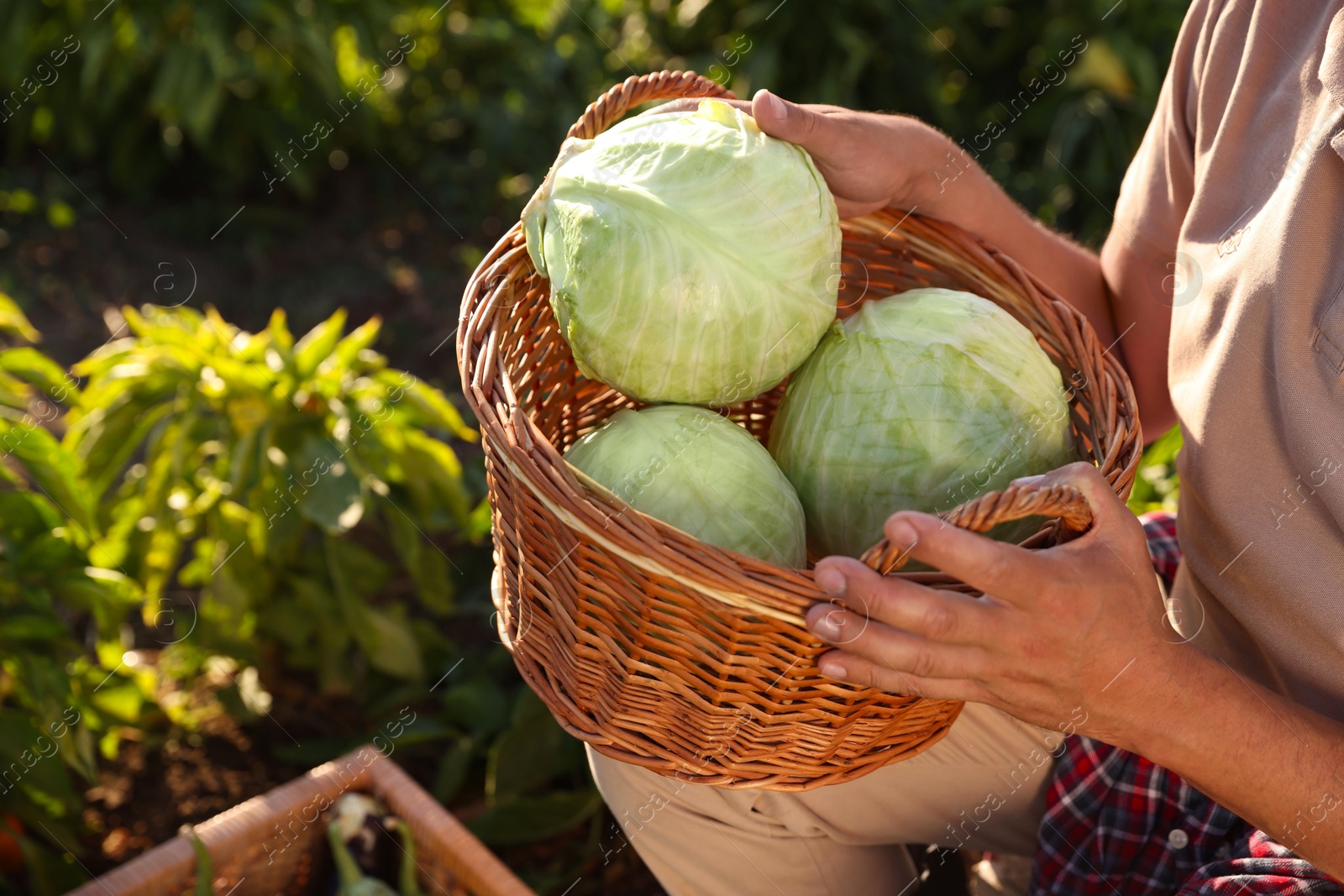 Photo of Farmer harvesting ripe cabbages in field on sunny day, closeup