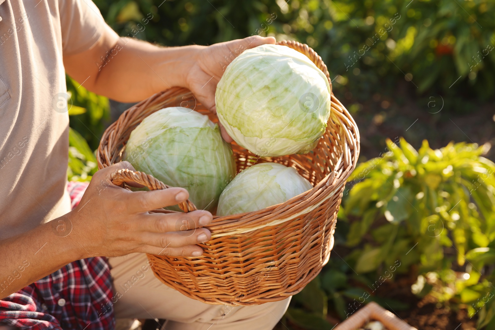 Photo of Farmer harvesting ripe cabbages in field on sunny day, closeup