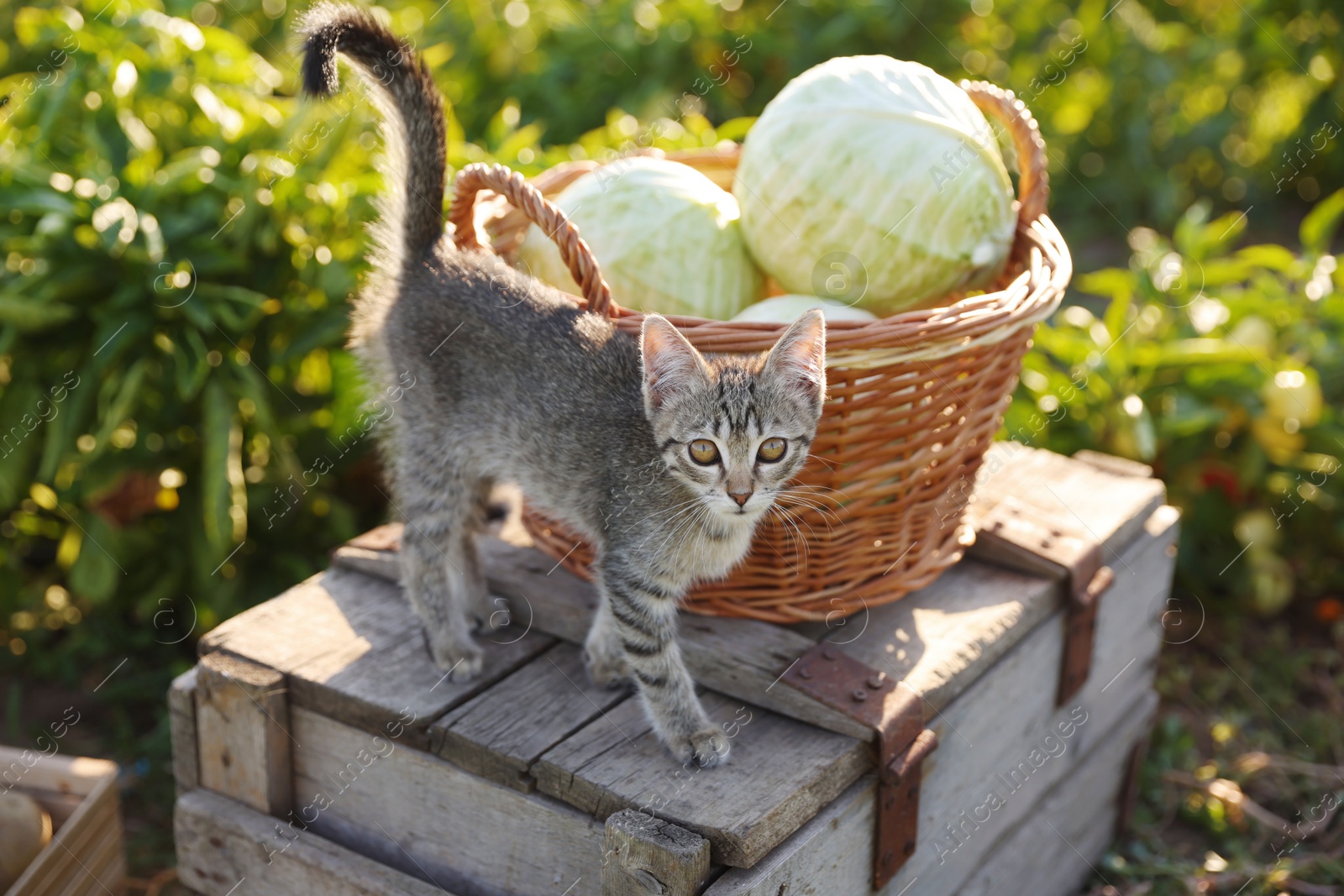 Photo of Harvesting season. Fluffy kitten and fresh cabbages on wooden crate outdoors