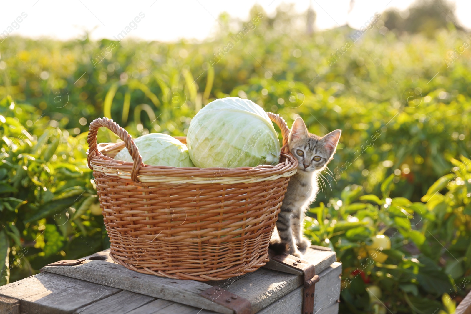 Photo of Harvesting season. Fluffy kitten and fresh cabbages on wooden crate outdoors