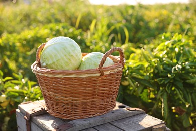 Photo of Harvesting season. Fresh cabbages in wicker basket on wooden crate outdoors