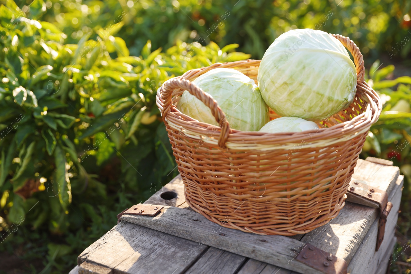 Photo of Harvesting season. Fresh cabbages in wicker basket on wooden crate outdoors