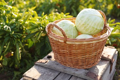 Harvesting season. Fresh cabbages in wicker basket on wooden crate outdoors