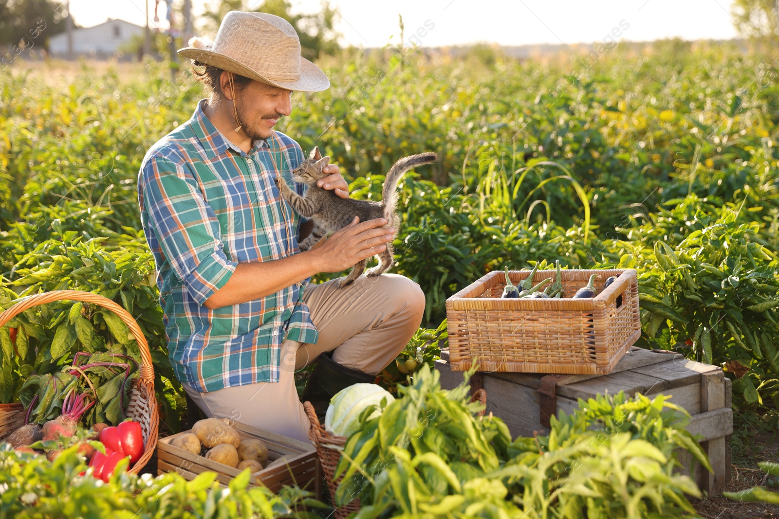 Photo of Farmer with kitten harvesting different ripe vegetables in field on sunny day