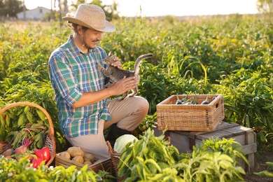 Farmer with kitten harvesting different ripe vegetables in field on sunny day