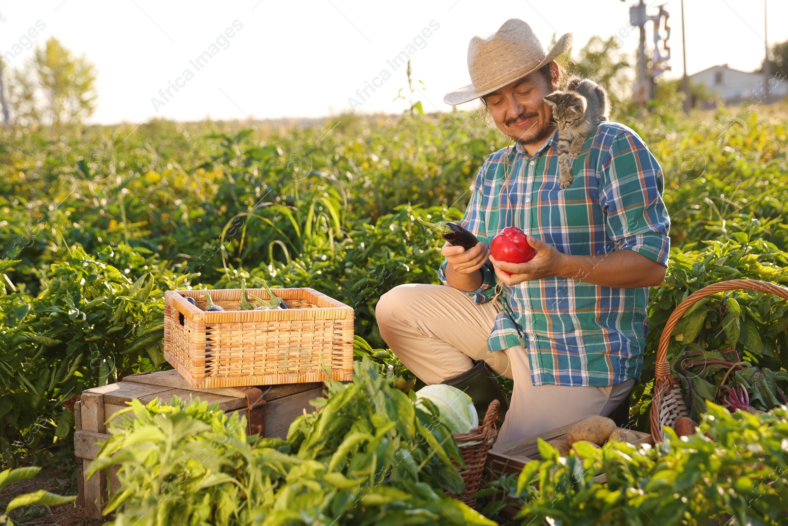 Photo of Farmer with kitten harvesting different ripe vegetables in field on sunny day