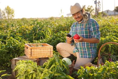 Farmer with kitten harvesting different ripe vegetables in field on sunny day