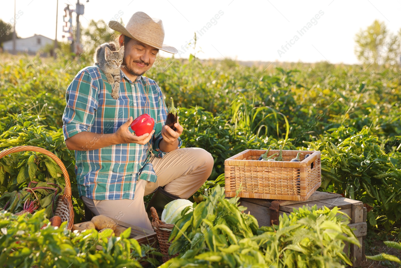 Photo of Farmer with kitten harvesting different ripe vegetables in field on sunny day