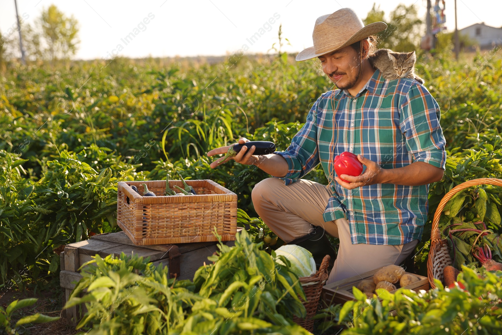 Photo of Farmer with kitten harvesting different ripe vegetables in field on sunny day