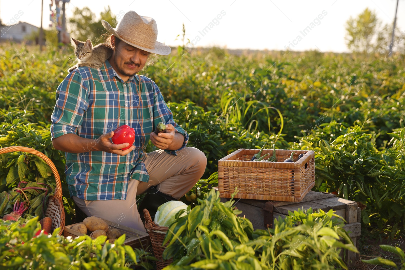 Photo of Farmer with kitten harvesting different ripe vegetables in field on sunny day