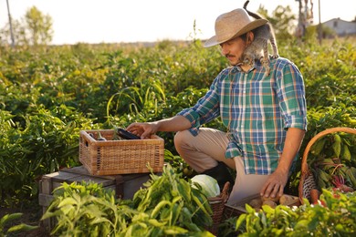 Photo of Farmer with kitten harvesting different ripe vegetables in field on sunny day