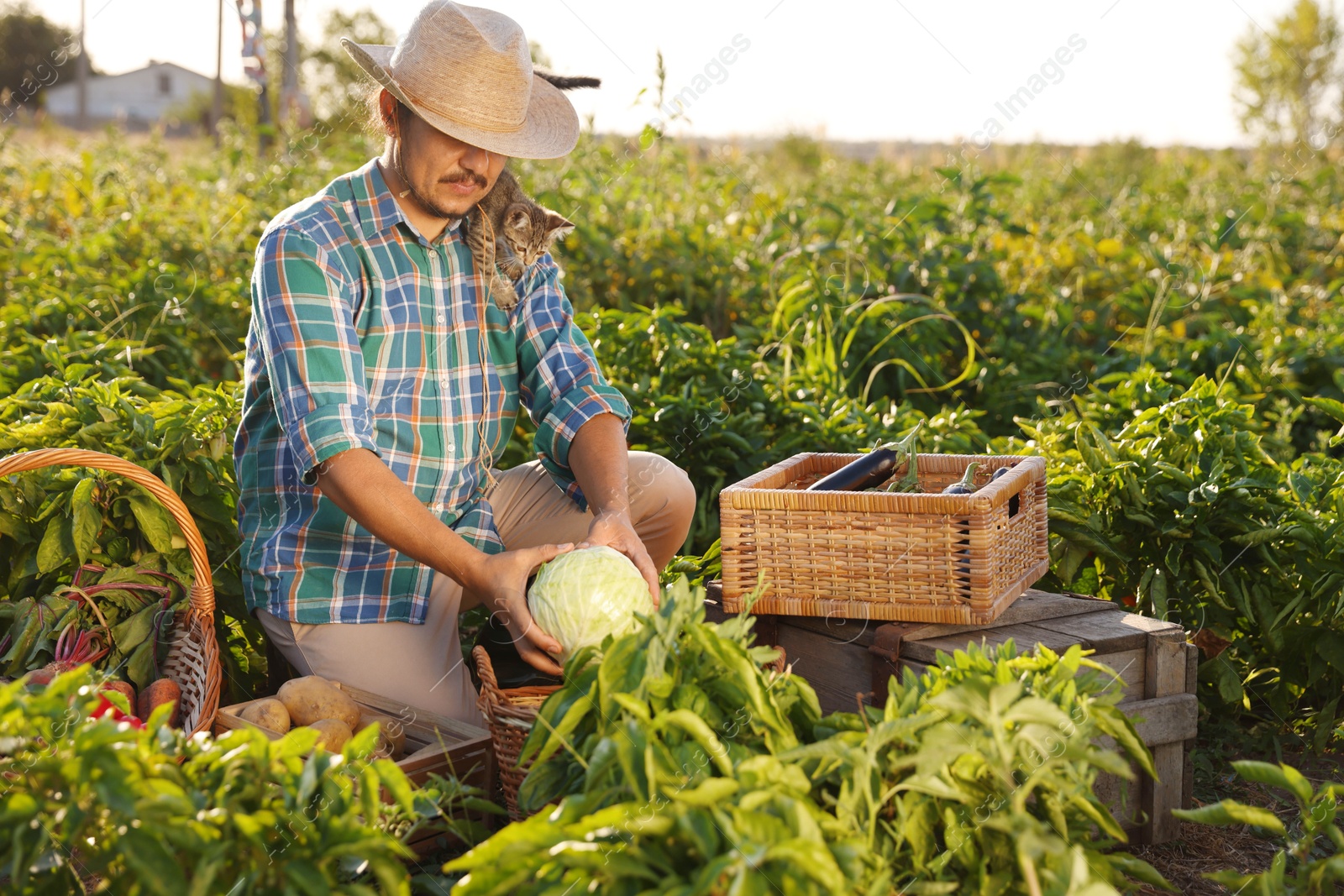 Photo of Farmer with kitten harvesting different ripe vegetables in field on sunny day